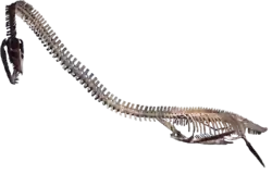 Elasmosaurus platyurus in the Rocky Mountain Dinosaur Resource Center in Woodland Park, Colorado