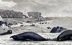 Elephant seals, ‘’Dromaius novaehollandiae minor’’, on King Island in former times