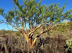Bursera microphylla in the Vizcaino Desert, Baja California Sur, Mexico