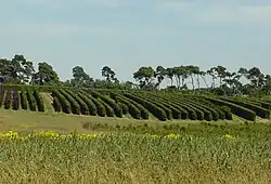 A picture shows a large area which is dedicated to the growing of instant hedge in rows, in different species at the Elveden Estate in East Anglia