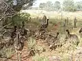 Juvenile emus getting bigger on Angas Downs Dec 2010