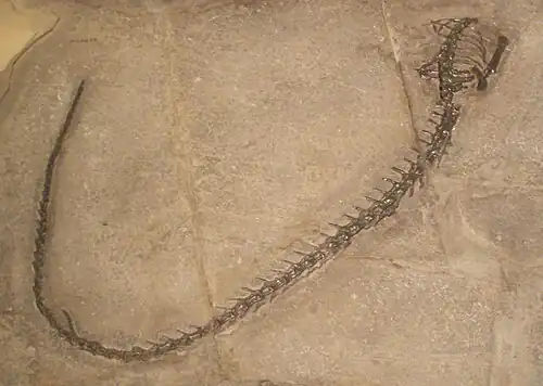 Endennasaurus acutirostris tail