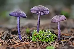 Entoloma occidentale var. metallicum, USA