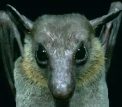 Gray bat