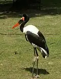 Saddle-billed stork