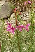Rosemary fireweed.