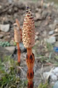 Equisetum arvense has persistent strobili.