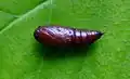 Pupa