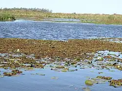 Esteros del Iberá Lagoon