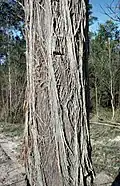 Bark on E. globoidea near Eden