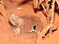 Adult frog from the species