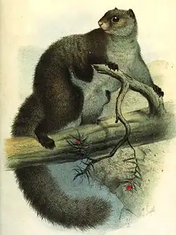 Drawing of brown squirrel
