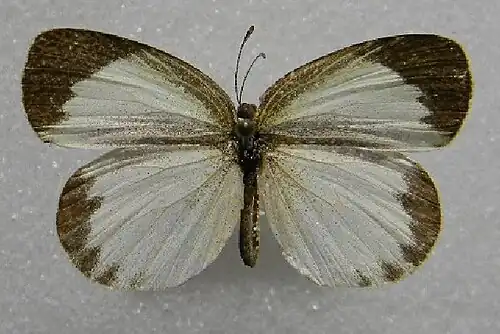 Female