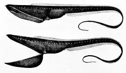The pelican eel uses its large mouth like a net by opening its jaws and swimming towards prey. It has a luminescent organ at the tip of its tail to attract prey.