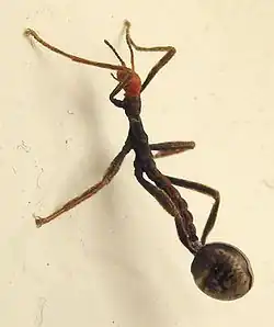 Young Extatosoma tiaratum stick insect, an ant mimic (adults are phytomimetic)