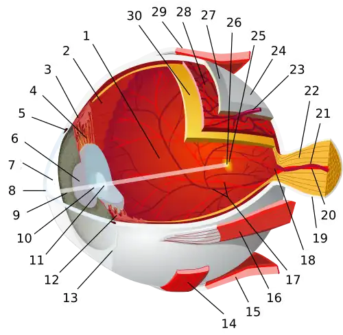 1:posterior segment 2:ora serrata 3:ciliary muscle 4:ciliary zonules 5:Schlemm's canal 6:pupil 7:anterior chamber 8:cornea 9:iris 10:lens cortex 11:lens nucleus 12:ciliary process 13:conjunctiva 14:inferior oblique muscule 15:inferior rectus muscule 16:medial rectus muscle 17:retinal arteries and veins 18:optic disc 19:dura mater 20:central retinal artery 21:central retinal vein 22:optic nerve 23:vorticose vein 24:bulbar sheath 25:macula 26:fovea 27:sclera 28:choroid 29:superior rectus muscle 30:retina