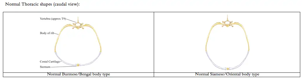 Diagram of normal cat thorax