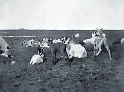 Black and white photo of baby reindeer