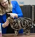 Black blotched tabby adult on a cat show