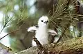 G. a. candida chick, Midway Island, Hawaii