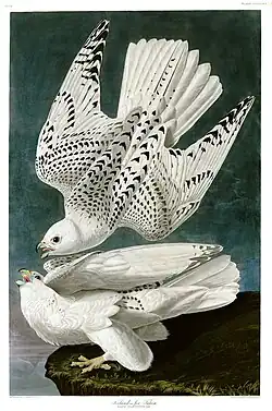Hand-coloured engraving of two gyrfalcon; one diving in flight resembles the shape of the tryzub.