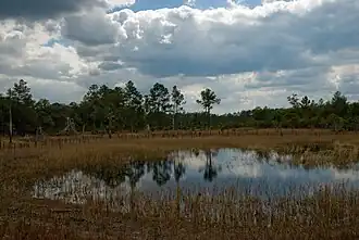 Image 7Farles Prairie in Ocala National Forest