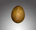 Falco rusticolus egg