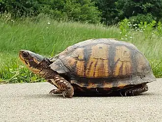 Older female with a worn and weathered shell in western Pennsylvania