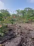 Ficus arnottiana on a rocky surface , red leaved is young and green is an older specimen.
