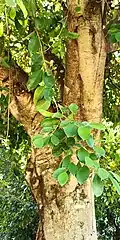 Ficus microcarpa – Stem with leaves