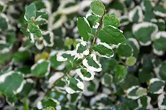 Variegated leaves