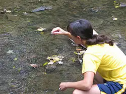 A woman takes samples of water from a river. (from Economics)