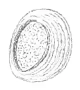 Inner side of an operculum