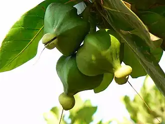 Developing fruit