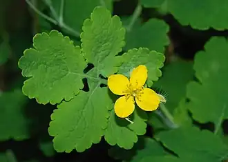 Greater celandine (Chelidonium majus)