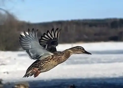 Image 27 Female mallard in mid-flight at Flying and gliding animals More selected pictures