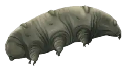 Reconstruction of Paradoryphoribius, from the Miocene (23 to 5.3 mya)