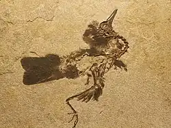 An unidentified fossil bird from FBNM, in the collections of the Field Museum