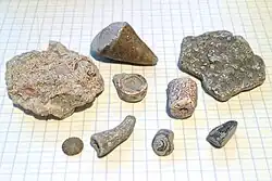 Fossils from beaches of the Baltic Sea island of Gotland, placed on paper with 7&nbsp;mm (0.28 inch) squares