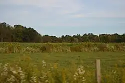 Cornfield on Foster Road
