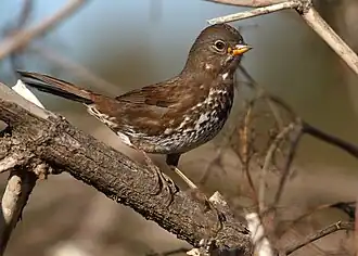 Sooty fox sparrow (Passerella iliaca unalaschcensis)
