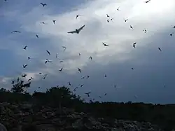 The image depicts hundreds of bats flying at dusk