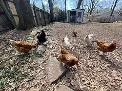 Free range chickens are an important part of the ecosystem for a local land lab.&nbsp; The chickens eat insects, greens, and grain.&nbsp; They produce eggs and manure.&nbsp; Their manure is used as a garden fertilizer.
