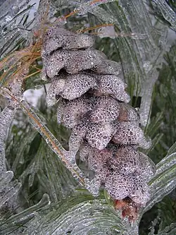 Detail of a pinecone covered in ice