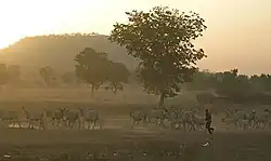 A Fulani herder drives his cattle in northern Cameroon.
