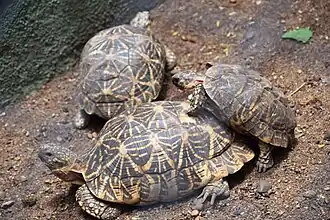 Indian star tortoise