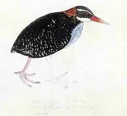 A watercolour of a Tahiti rail (Hypotaenidia pacifica) by Georg Forster. The inscription reads "Rallus pacificus. Taheitee. Oomnaoe. Oomeea keto ōw'"