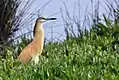 Squacco heron (Ardeola ralloides) can be watched at Arrocampo Reservoir