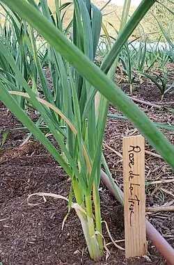 Garlic field at Mission Garden