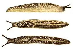 Three yellow and brown spotted slugs with faint dark bands and dark tentacles. Top drawing shows right side of slug, which is facing right, the other two show slugs that are facing left. Second one shows view from above with 4 long bands, third shows a larger darker slug with only two long bands.